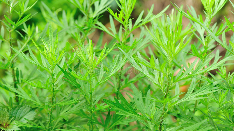 关于夏天的古诗30首小学 另附端午节4首诗句