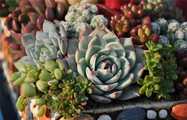 配多肉植物的文艺句子图片 形容多肉的唯美句子