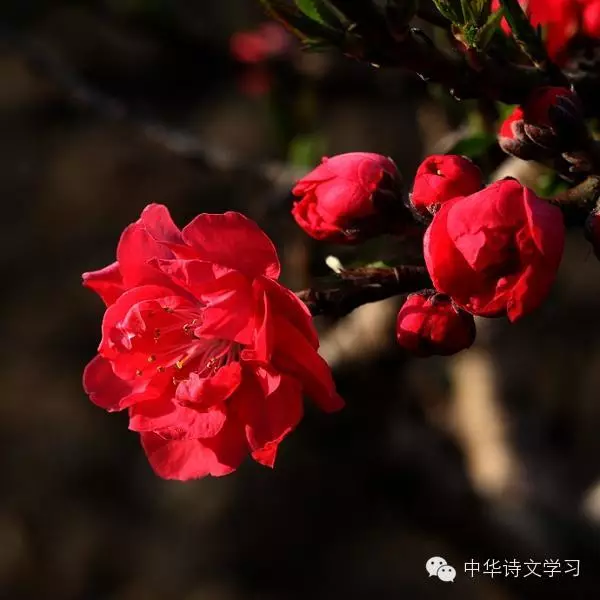 描写清明节的古诗有哪些（精选36首）