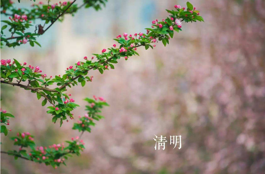 描写清明节的古诗有哪些（精选36首）