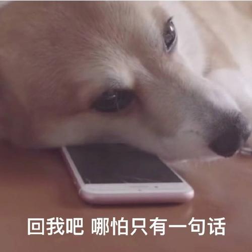 贱贱的舔狗文案  关于舔狗的说说