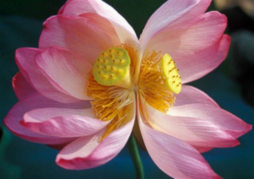 关于教师节的文案短句干净治愈