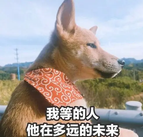 嘲讽好朋友没有对象的孤寡单身狗文案