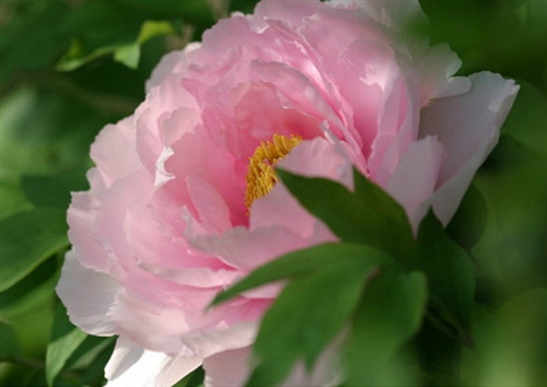 花开花落的唯美句子(30句)