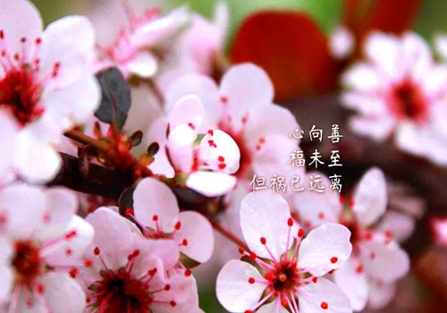 诗和远方的唯美句子励志(36句)