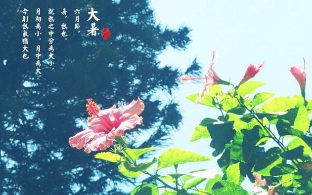 大暑发给客户的问候语 大暑祝福语简短一句话给客户