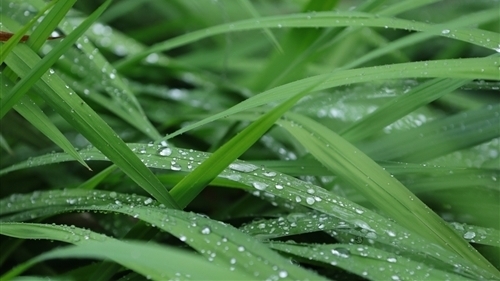 写春雨的优美句子简短(33句)