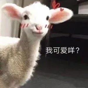 超级沙雕可爱的文案
