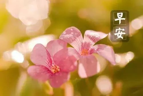 每天早上好的问候语