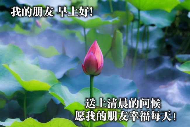 每天早上好的问候语