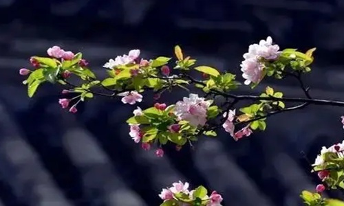 一树梨花压海棠是什么意思？指代古代老夫少妻
