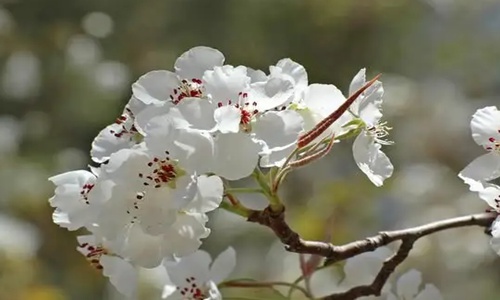 一树梨花压海棠是什么意思？指代古代老夫少妻