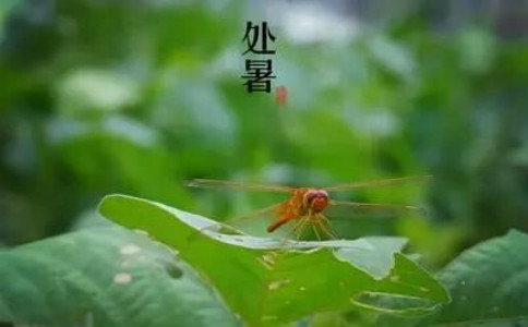 关于处暑节气的语句说说朋友圈文案2021精选