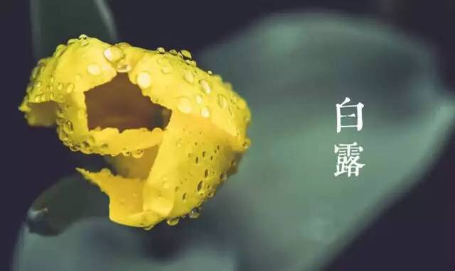 白露节气发给客户的问候