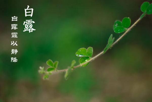 白露节气问候语