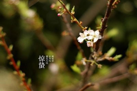 惊蛰唯美句子，适合三月节气发的心情说说