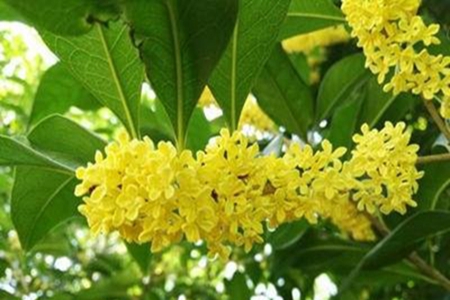 闻到桂花香的心情说说，适合赏花时发的朋友圈句子
