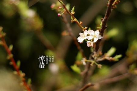 2022描写惊蛰的文案短句，适合群发的节气问候语