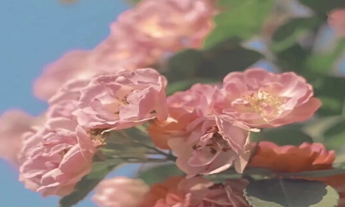 压抑憋屈的心情说说 看了让人想哭的句子