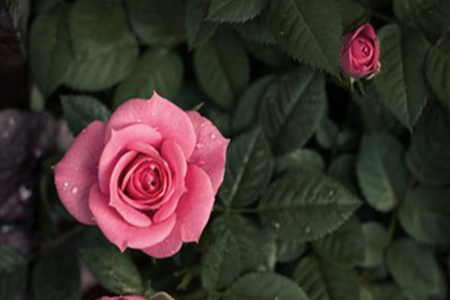 女人如花的唯美句子，赞美女性的一句话