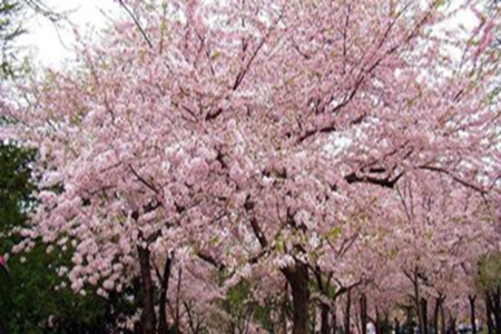 描写樱花的唯美句子，表示赏花的高级文案