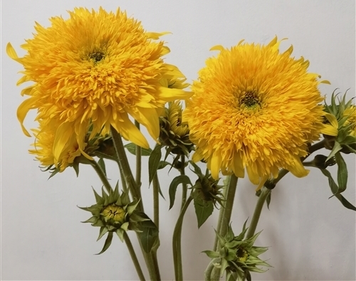 赞美野菊花的唯美句子(28句)