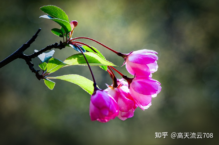 七绝《游春情趣》新韵