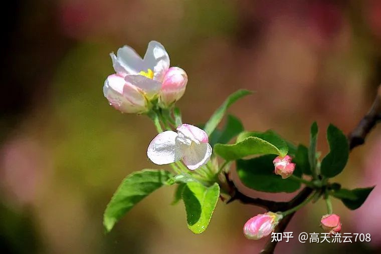 七绝《游春情趣》新韵