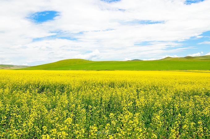 江淳：拿什么给你？我的油菜花