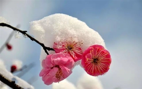 赞美梅花傲骨的唯美句子(45句)