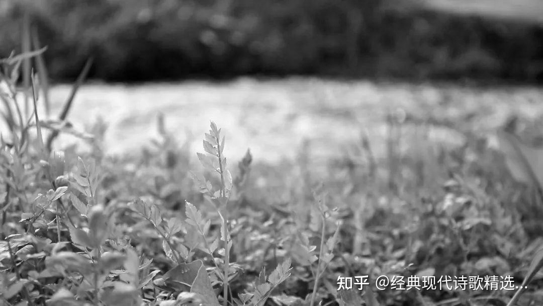 关于描写春天春季气候植物的诗句——适合摘抄的中国经典简短现代诗歌欣鉴赏