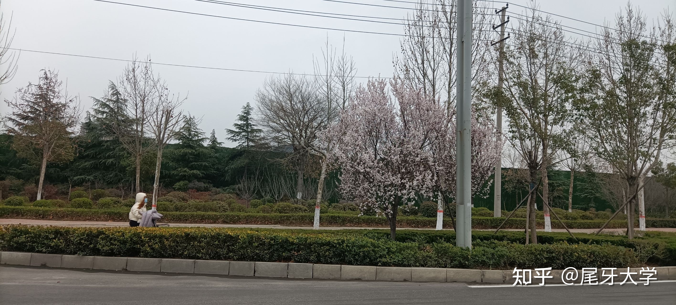 春燕