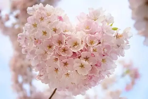 关于樱花说说 樱花句子唯美文案