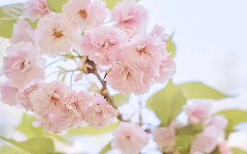 关于樱花说说 樱花句子唯美文案