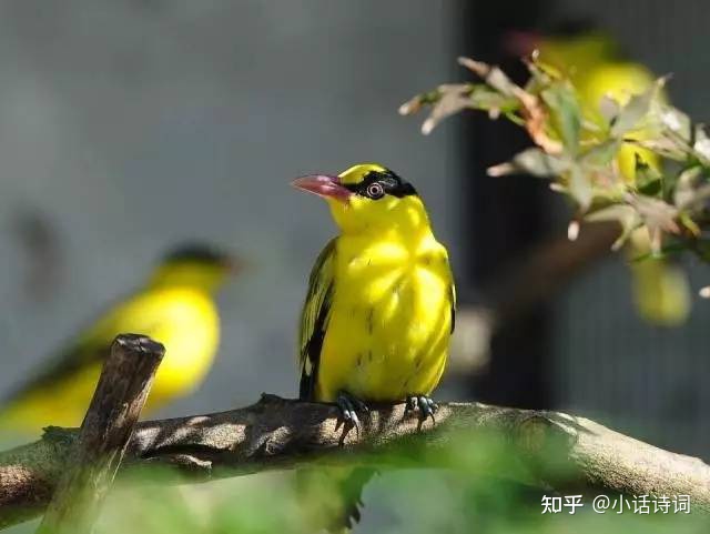唐代诗人韦应物在滁州写的这首诗，短短4句就勾画出四幅画面，滁州西涧美景