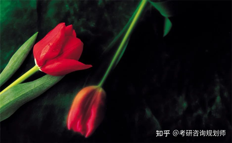 诗歌赏析40