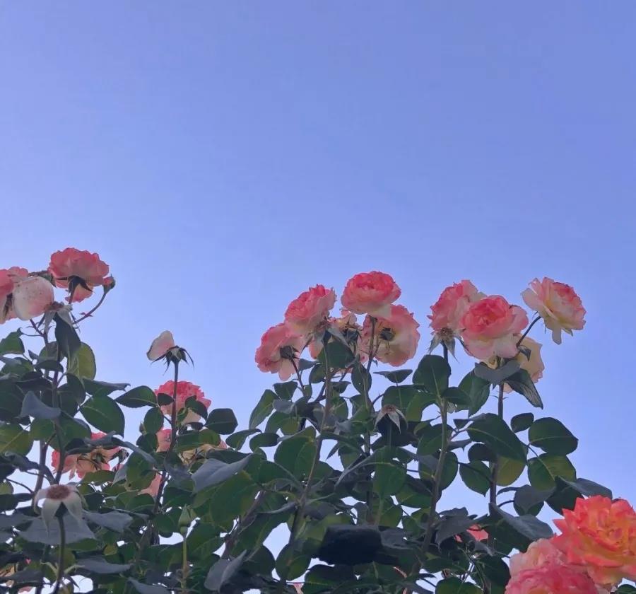 发朋友圈必点赞的句子