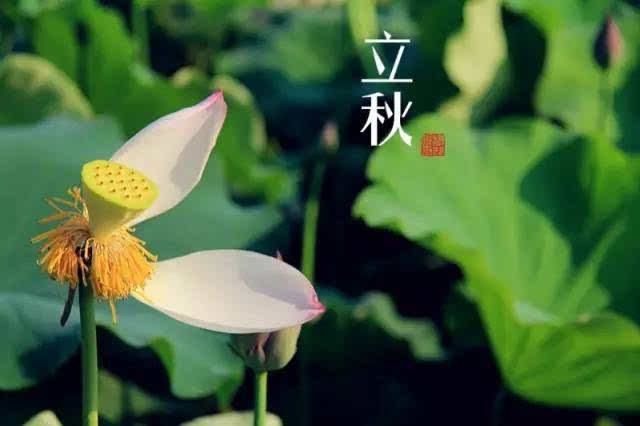 立秋发朋友圈的文案