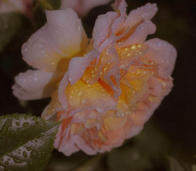 含花的情感文案(情感文案图片)