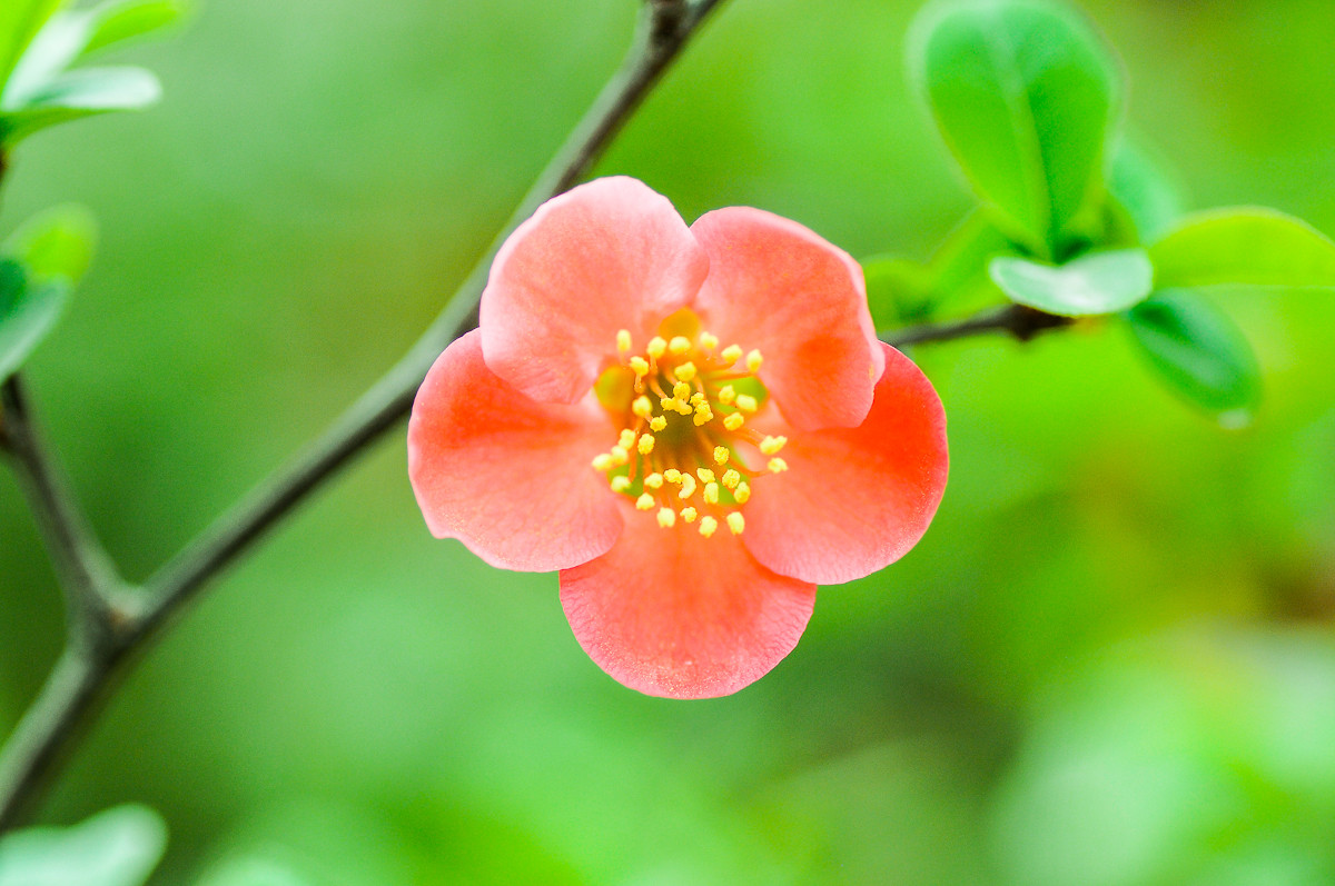 描写花的优美句子