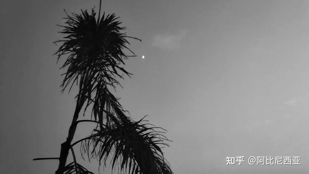 与你赴新月