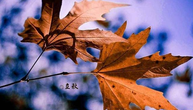 二十四节气立秋的俗语