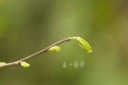 立春到的心情说说，适合发朋友圈的最美早安短句