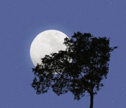 超级炫酷的霸气网名精选 很有野性扛把子风格的霸气网名