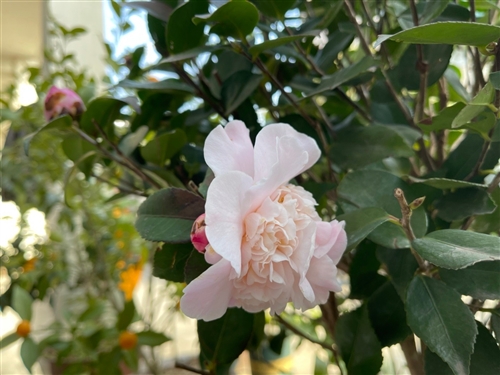 花开了适合发朋友圈的经典短句(精选34句)