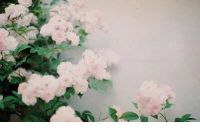 描写同学的句子200字 描写春天春游的句子