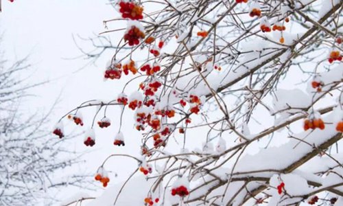 关于雪的诗句有哪些 描写雪的优美句子精选