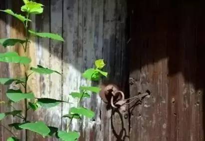 千古绝句情诗