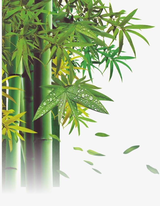 描写竹子的诗句有哪些？盘点赞美竹子的诗句古诗