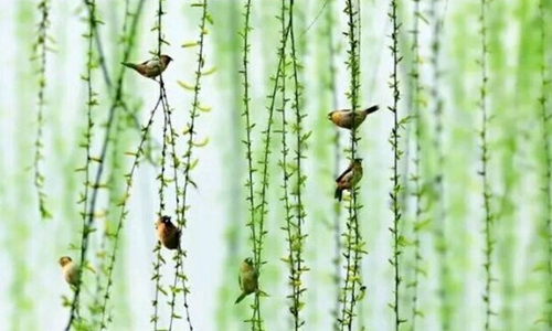 二月春风似剪刀的全诗以及赏析 不知细叶谁裁出二月春风似剪刀的意思解析